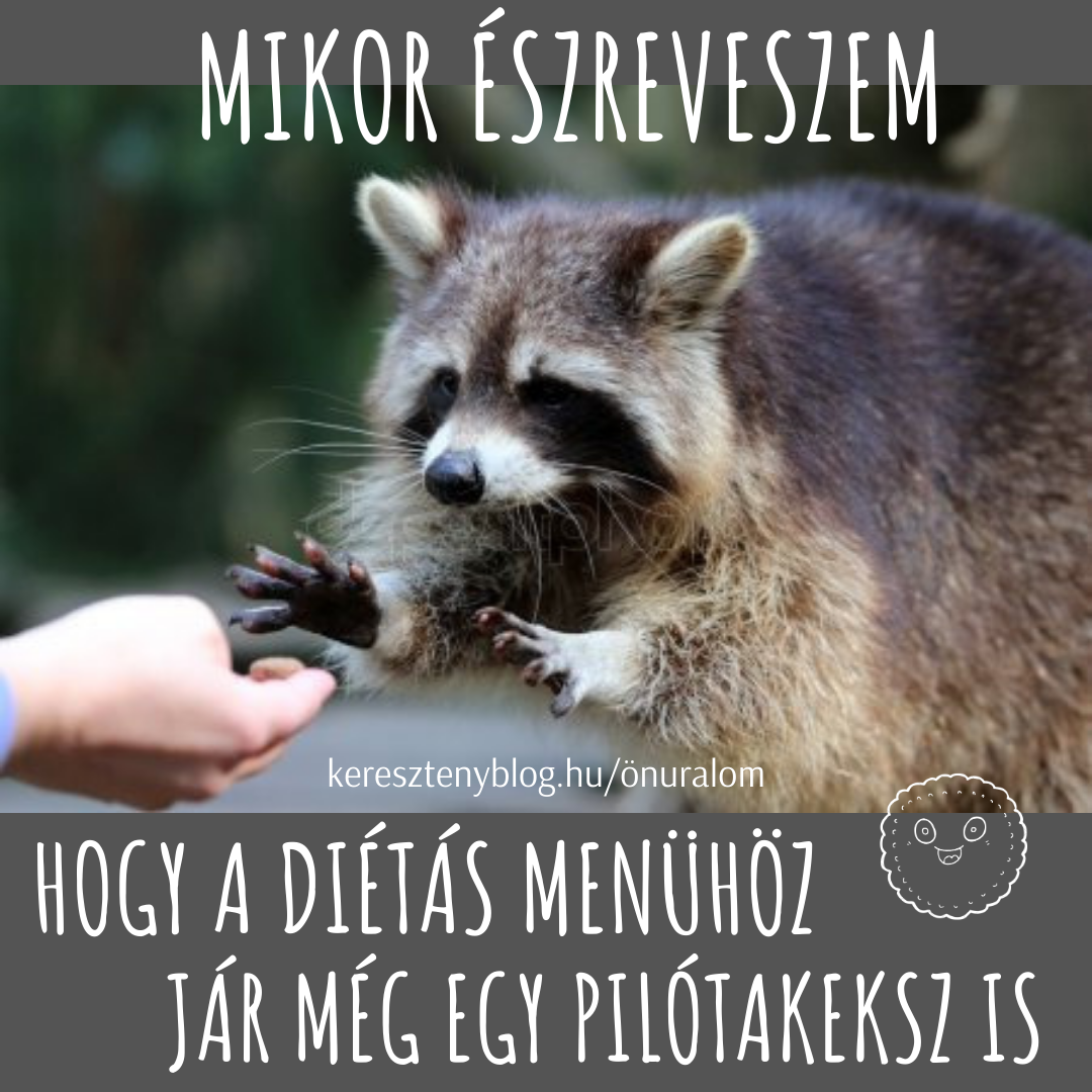 pilótakeksz_png